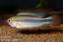 Wilhelmi Zwergbuntbarsch, Apistogramma Sp. Wilhelmi