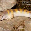 Apothekerskink, Scincus Scincus -Heimtierbedarf Apothekerskink Scincus scincus 1