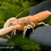 Aprikosenkrebs, Cherax Holthuisi -Heimtierbedarf Aprikosenkrebs Cherax holthuisi