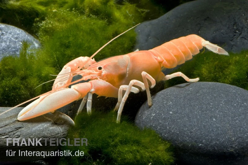 Aprikosenkrebs, Cherax Holthuisi 3 Aprikosenkrebs, Cherax Holthuisi