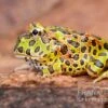 Argentinischer Schmuckhornfrosch (grün), Ceratophrys Ornata -Heimtierbedarf Argentinischer Schmuckhornfrosch gruen Ceratophrys ornata 1
