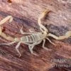 Arizona Bark Scorpion, Centruroides Sculpturatus -Heimtierbedarf Arizona Bark Scorpion Centruroides sculpturatus 1