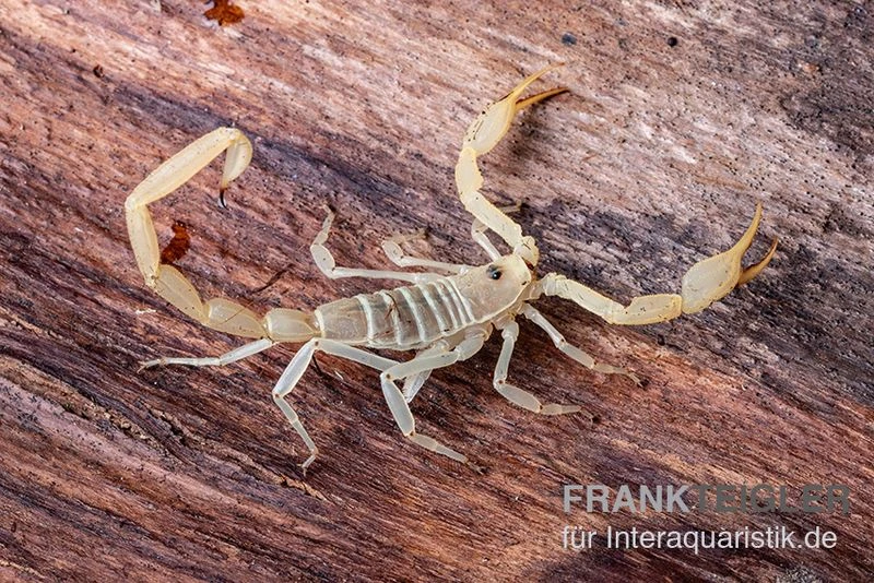 Arizona Bark Scorpion, Centruroides Sculpturatus 3 Arizona Bark Scorpion, Centruroides Sculpturatus