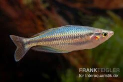 Aru-Regenbogenfisch, Melanotaenia Picta, 5 Tiere -Heimtierbedarf Aru Regenbogenfisch Melanotaenia picta