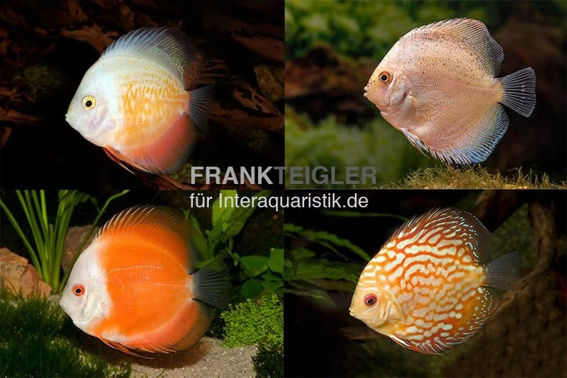 3 X Diskusfisch ASIA-NZ Im Mix, Symphysodon Discus, S 5-6 Cm 4 3 X Diskusfisch ASIA-NZ Im Mix, Symphysodon Discus, S 5-6 Cm – Bild 2