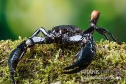 Asia-Skorpion, Heterometrus Longimanus -Heimtierbedarf Asia Skorpion Heterometrus longimanus 3