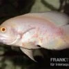 Roter Albino Oscar, Pfauenaugenbuntbarsch, Astronotus Ocellatus, 2 Roter Albino Oscar, Pfauenaugenbuntbarsch, Astronotus Ocellatus, -Heimtierbedarf Astronotus ocellatus RED ALBINO