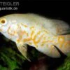 Pfauenaugenbuntbarsch, Roter Tiger Albino Oscar, Astronotus Ocellatus Red Tiger Albino 1 Pfauenaugenbuntbarsch, Roter Tiger Albino Oscar, Astronotus Ocellatus Red Tiger Albino -Heimtierbedarf Astronotus ocellatus Red Tiger ALBINO