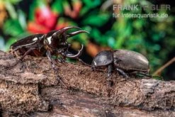 Atlaskäfer, Chalcosoma Atlas -Heimtierbedarf Atlaskaefer Chalcosoma atlas 3