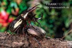 Atlaskäfer, Chalcosoma Atlas -Heimtierbedarf Atlaskaefer Chalcosoma atlas 5