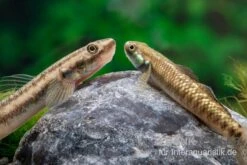 Atratus-Grundel, Stiphodon Atratus, 1 Paar 10 Atratus-Grundel, Stiphodon Atratus, 1 Paar -Heimtierbedarf Atratus Grundel Stiphodon atratus 2