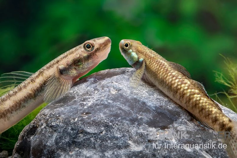 Atratus-Grundel, Stiphodon Atratus, 1 Paar 6 Atratus-Grundel, Stiphodon Atratus, 1 Paar – Bild 4