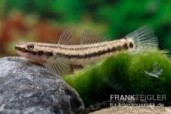 Atratus-Grundel, Stiphodon Atratus, 1 Paar 11 Atratus-Grundel, Stiphodon Atratus, 1 Paar -Heimtierbedarf Atratus Grundel Stiphodon atratus 3