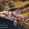 Augenfleckwels, Auchenoglanis Occidentalis (Giraffenwels) -Heimtierbedarf Auchenoglanis occidentalis
