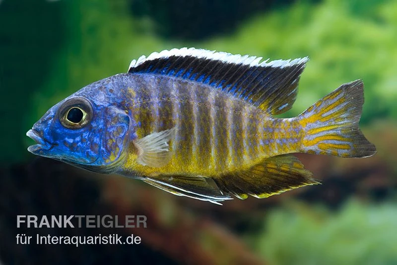 Aulonocara Hueseri "Likoma", DNZ 3 Aulonocara Hueseri "Likoma", DNZ