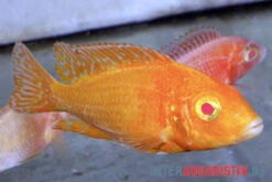 Aulonocara Spec. Dragon Blood Albino, DNZ -Heimtierbedarf Aulonocara spec Dragon Blood albino 3