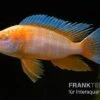 Kaiserbuntbarsch Albino Eureka, Aulonocara Eureka Albino 1 Kaiserbuntbarsch Albino Eureka, Aulonocara Eureka Albino -Heimtierbedarf Aulonocara spec Eureka Albino