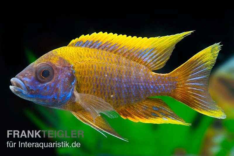 Aulonocara Spec. Lwanda, DNZ 3 Aulonocara Spec. Lwanda, DNZ