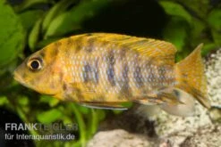 Aulonocara Spec. Mamelad Cat OB, DNZ