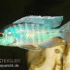 Türkisblauer Aulonocara, Aulonocara Spec. Turquoise, DNZ -Heimtierbedarf Aulonocara spec Turquoise