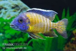 Aulonocara Steveni "Hongi", DNZ