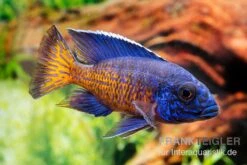 Aulonocara Stuartgranti "Ngara", DNZ