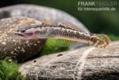 Aureofuscus-Grundel, Stiphodon Aureofuscus, 1 Paar -Heimtierbedarf Aureofuscus Grundel Stiphodon aureofuscus 3
