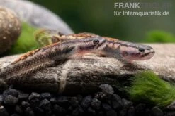 Aureofuscus-Grundel, Stiphodon Aureofuscus, 1 Paar -Heimtierbedarf Aureofuscus Grundel Stiphodon aureofuscus 4