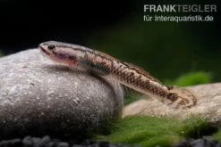 Aureofuscus-Grundel, Stiphodon Aureofuscus, 1 Paar -Heimtierbedarf Aureofuscus Grundel Stiphodon aureofuscus 5