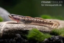 Aureofuscus-Grundel, Stiphodon Aureofuscus, 1 Paar -Heimtierbedarf Aureofuscus Grundel Stiphodon aureofuscus 6