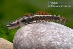 Aureofuscus-Grundel, Stiphodon Aureofuscus, 1 Paar -Heimtierbedarf Aureofuscus Grundel Stiphodon aureofuscus 7