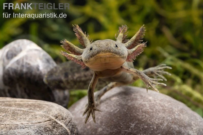 Axolotl Naturfarben, Ambystoma Mexicanum 3 Axolotl Naturfarben, Ambystoma Mexicanum
