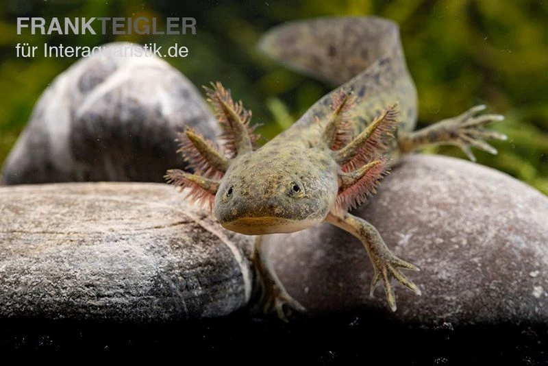 Axolotl Naturfarben, Ambystoma Mexicanum 5 Axolotl Naturfarben, Ambystoma Mexicanum – Bild 3