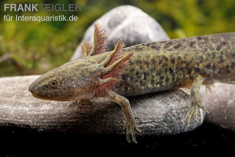 Axolotl Naturfarben, Ambystoma Mexicanum 6 Axolotl Naturfarben, Ambystoma Mexicanum – Bild 4