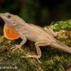 Bahama-Anolis, Anolis Sagrei -Heimtierbedarf Bahama Anolis Anolis sagrei 1