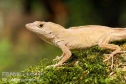 Bahama-Anolis, Anolis Sagrei -Heimtierbedarf Bahama Anolis Anolis sagrei 3