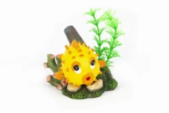 Aquatlantis Ballonfisch