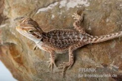 Bartagame, Pogona Vitticeps, Farbmix -Heimtierbedarf Bartagame Pogona vitticeps Dunner Red Bearded Dragon 5