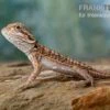 Bartagame, Pogona Vitticeps, Farbmix -Heimtierbedarf Bartagame Pogona vitticeps Leatherback Striped 6