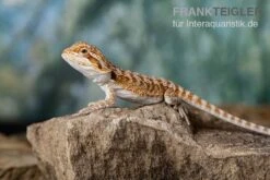 Bartagame, Pogona Vitticeps, Farbmix -Heimtierbedarf Bartagame Pogona vitticeps Red Bearded Dragon 11