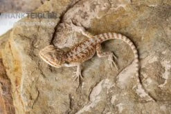 Bartagame, Pogona Vitticeps, Farbmix -Heimtierbedarf Bartagame Pogona vitticeps Red Bearded Dragon 3