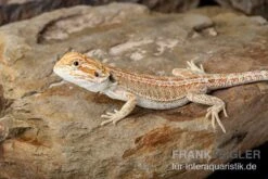 Bartagame, Pogona Vitticeps, Farbmix -Heimtierbedarf Bartagame Pogona vitticeps Red Hypo Striped 8