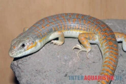 Berberskink, Eumeces Schneiderii -Heimtierbedarf Berberskink Eumeces schneiderii 1