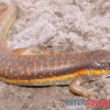 Berberskink, Eumeces Schneiderii -Heimtierbedarf Berberskink Eumeces schneiderii neu 1