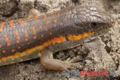 Berberskink, Eumeces Schneiderii -Heimtierbedarf Berberskink Eumeces schneiderii neu 3