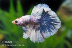 Halfmoon Kampffisch Multi Color NZ, Männchen, Betta Splendens -Heimtierbedarf Betta splendens Half Moon Multicolor 1 7