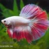 Halfmoon Kampffisch Multi Color NZ, Männchen, Betta Splendens -Heimtierbedarf Betta splendens Half Moon Multicolor 2 18