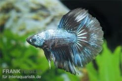 Halfmoon Kampffisch Multi Color NZ, Männchen, Betta Splendens -Heimtierbedarf Betta splendens Half Moon Multicolor 3