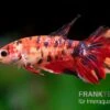 Halfmoon Kampffisch Koi Weibchen, Betta Halfmoon Koi -Heimtierbedarf Betta splendens Nemo w 1