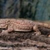 Bibrons Dickfingergecko, Chondrodactylus Bibronii -Heimtierbedarf Bibrons Dickfingergecko Chondrodactylus bibronii 1